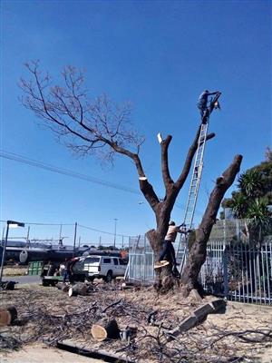 Good Tree Cutter