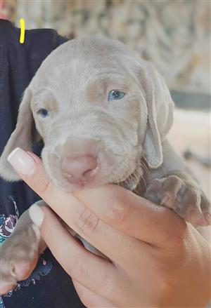Weimaraner puppies