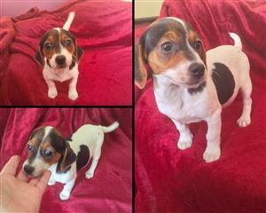 Jack Russell puppies