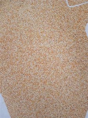 White millet for birds now available