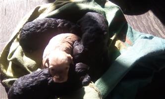 Minature schnauze X minature french poodle pups for sale