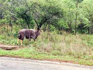VALUE-BUY BUSHVELD STAND WITH READY-MADE PRIVACY WALL