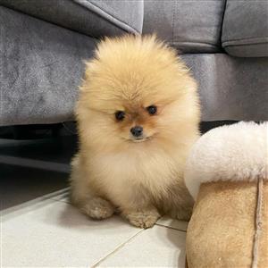 Miniature Pomeranian Puppy Girl