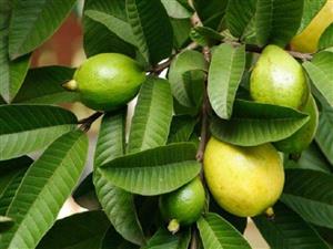 Fresh guava leaves