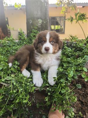 Australian shepherd 
