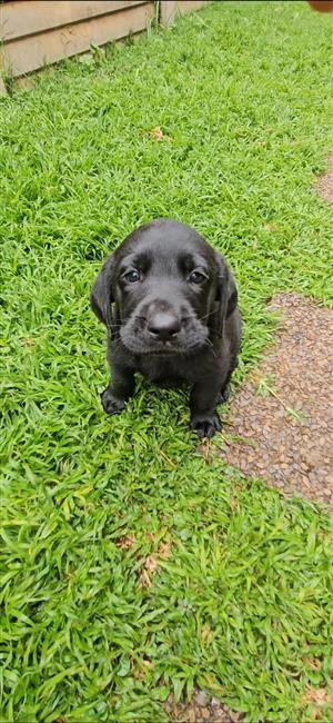 Labrador puppies