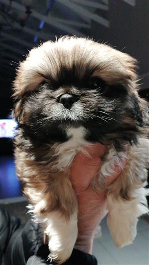 Pekingese puppy female