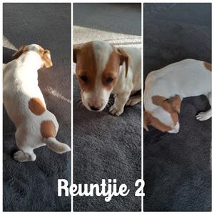 2 x Jack Russel males