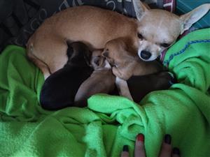 Chihuahua puppies 