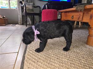 Giant Schnauzer Puppy