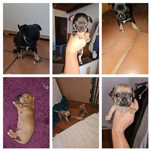 3 Very cute male Chihuahua puppies for sale 