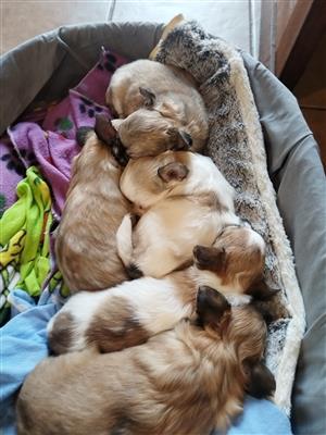 CHIHUAHUA puppies 