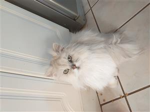 Chinchilla Cat Junk Mail