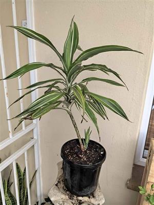 Variegated Draceana
