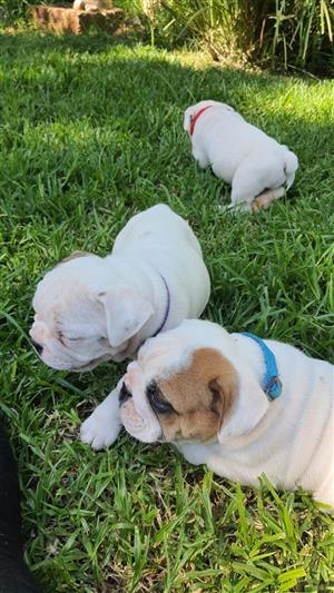 Stunning English bulldog puppies available