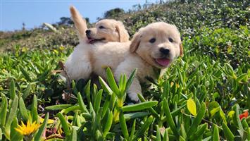 Gorgeous Golden Retriever puppies available