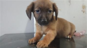 Jack Russell cross dachshund short legged Puppies 