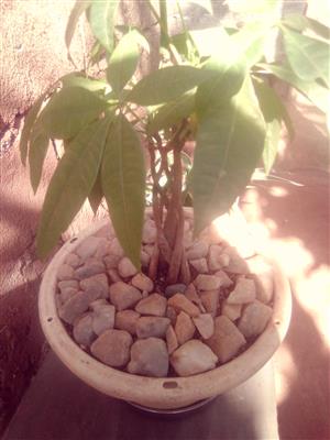 Money tree plant for sale