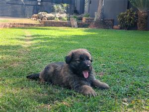 German Shepherd medium coat
