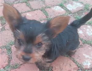 2x MALE YORKIE PUPS  •LOCATED IN KAMEELDRIFT WEST, PRETORIA