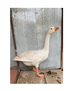 3 x geese for sale
