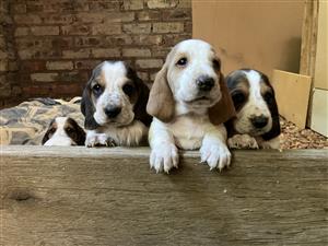 Basset Hound Puppies