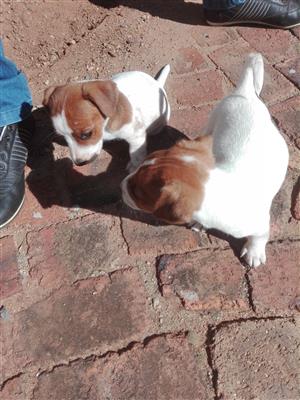 Short legged Jack Russell puppies 