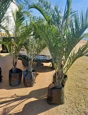 Triangle Palm Tree's We Supply Free Delivery Contact Us For Orders On WhatsApp 