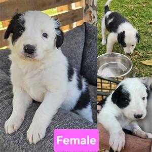 Purebred Beautiful Border collie puppies