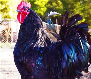 Live Black Australorp combination Meat and Layer Chickens for sale