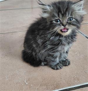 Selling purebred persian kittens