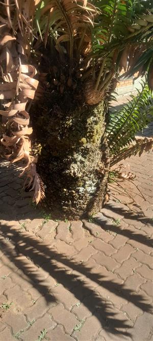 Modjadjai tree