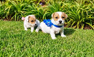 Short leg jack russel puppies.