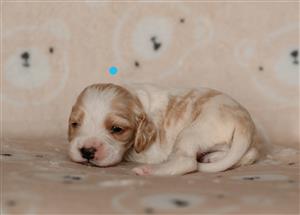Cocker Spaniel