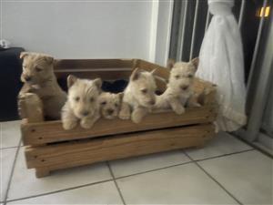 Scottish puppies. Wheaten. 7 weeks old