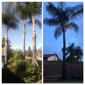 Palm pruning, garden services and rubbish removal