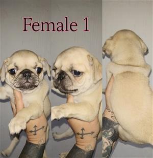 Pug puppy