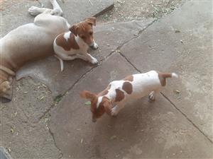 2x Pure Bred Jack Russel males