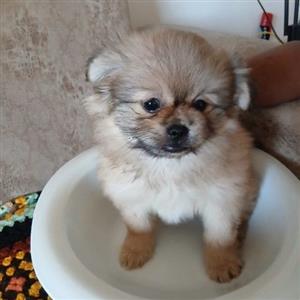 Pekingese 