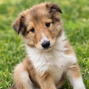 Rough / Lassie type collie puppies available 