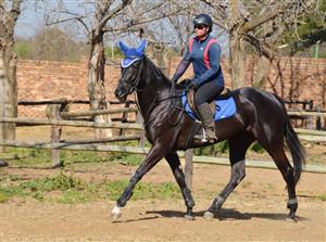 Stunning Thoroughbred Mare for sale