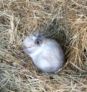 Dwarf rabbits for sale