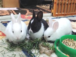 Rabbits - 6 Beautiful Dwarf Bunnies for sale