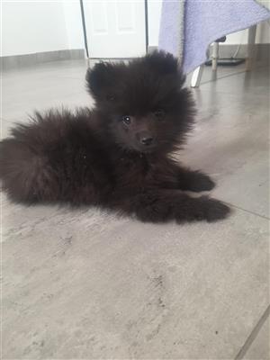 Toy poms / pomeranian puppies