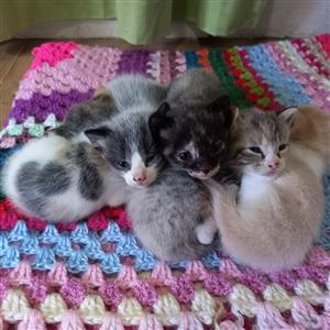 Kittens available for adoption 