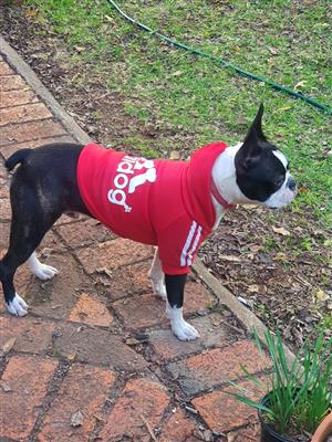 Boston Terrier Puppies