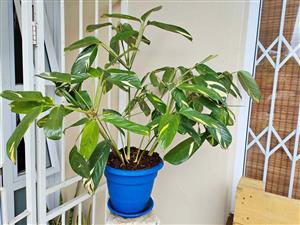 Lovely Large Healthy Ctenanthe Lubbersiana In 26cm pot with drip tray 