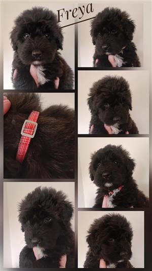 Bouvier des Flandres Puppies. Available from the 9th of July 2026