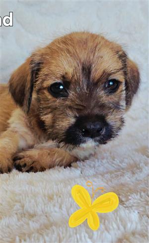 Maltese cross dachshund puppies 