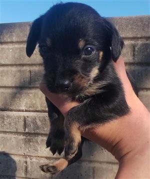 Adorable baby puppies available 